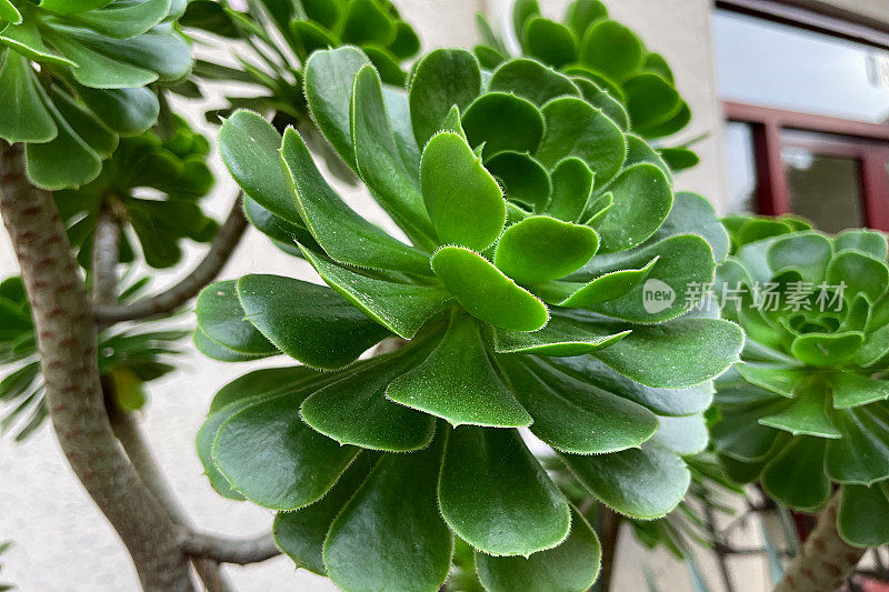 Aeonium arboreum